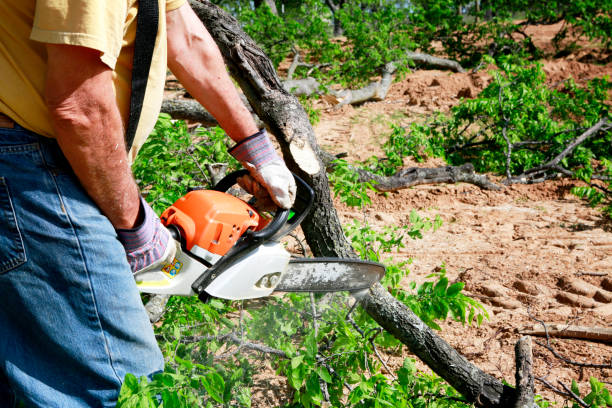 How Our Tree Care Process Works  in  Hargill, TX